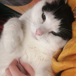 Meet your Posher, Anaïs